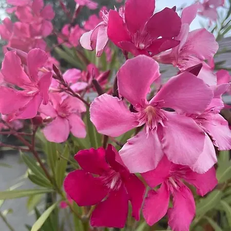 Fodor Haz * Gyenesdiás