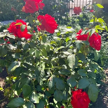 Fodor Haz Διαμέρισμα Gyenesdiás