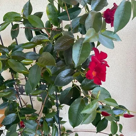 Fodor Haz Διαμέρισμα *