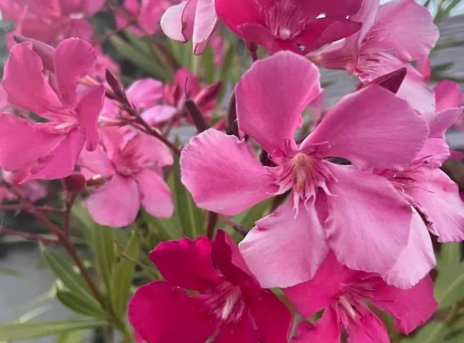 Fodor Haz * Gyenesdiás