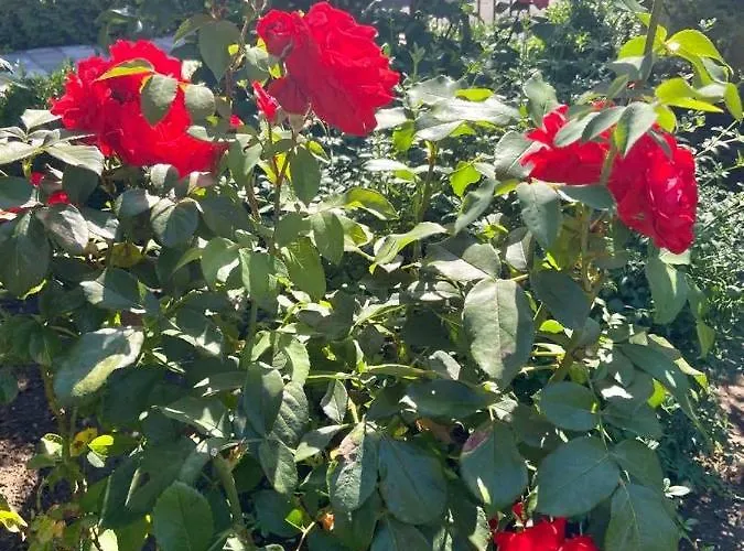 Fodor Haz Apartament Gyenesdiás