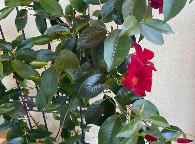 Fodor Haz Апартаменты *